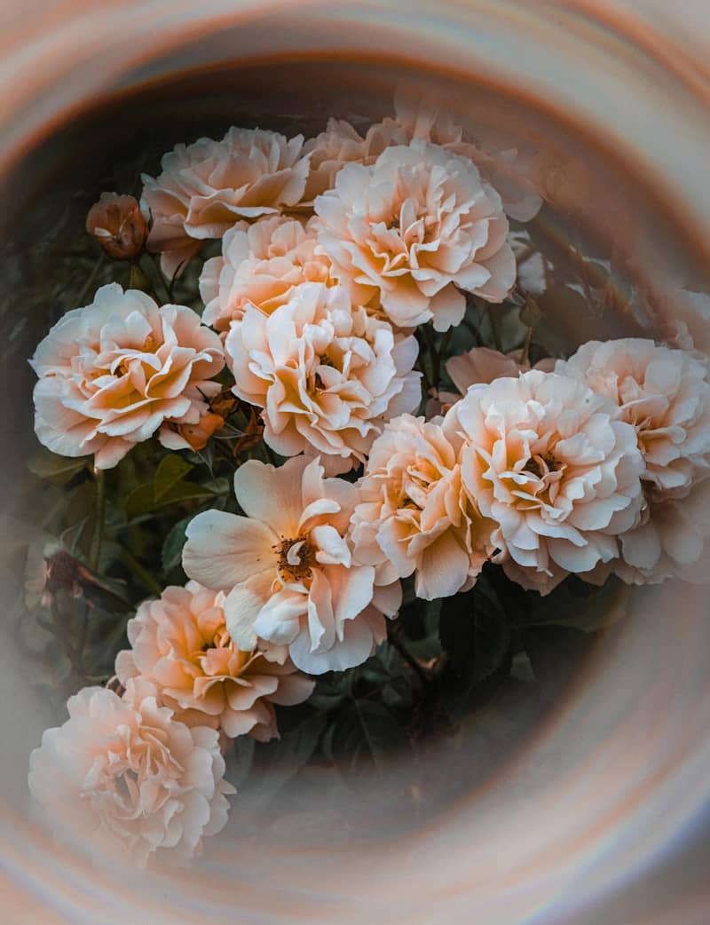 Close-up of pale peach roses with green leaves