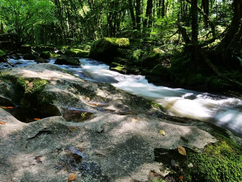 A rushing river flows through a lush green forest.
