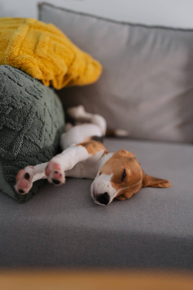 A beagle puppy sleeps comfortably on a sofa.