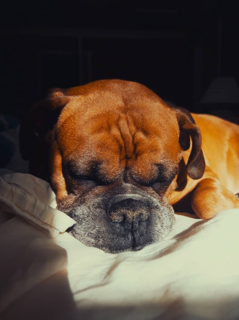 A boxer dog sleeps peacefully on a white surface