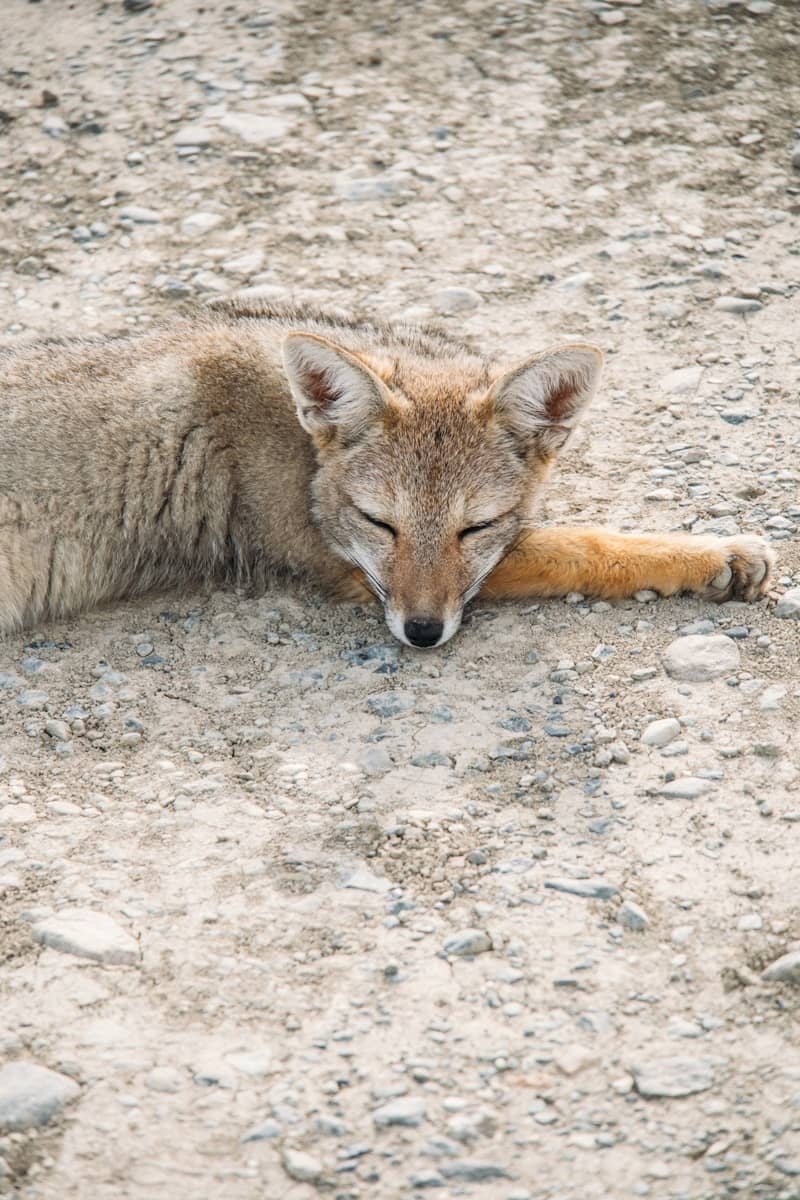 A small fox sleeping peacefully on a dirt road.