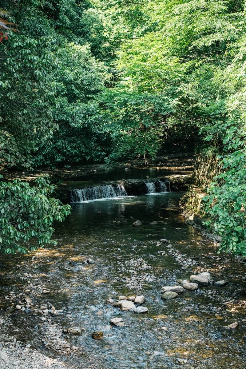 A small waterfall flows through a lush forest.