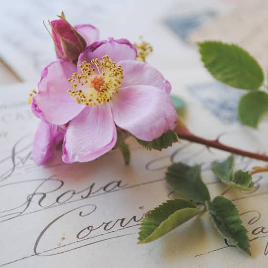 Rosa californica