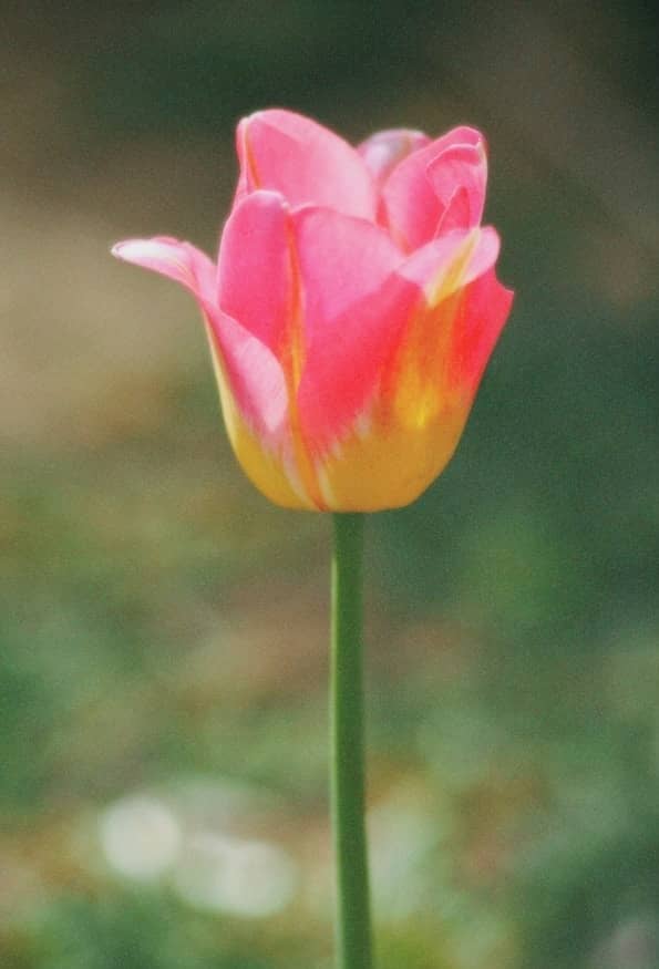 A beautiful pink tulip blooming in a garden.