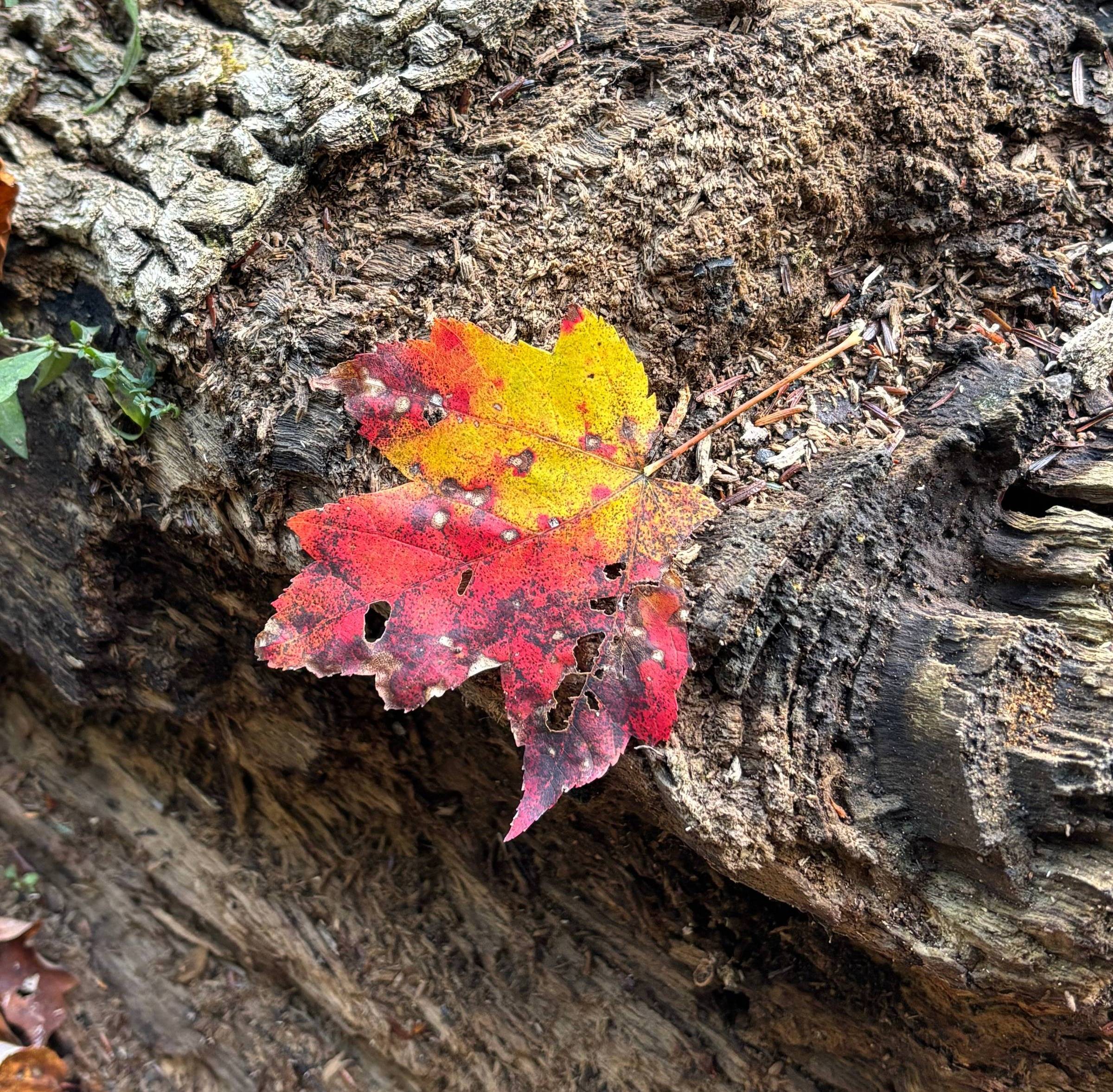 a red and yellow leaf on a decaying tree trunk