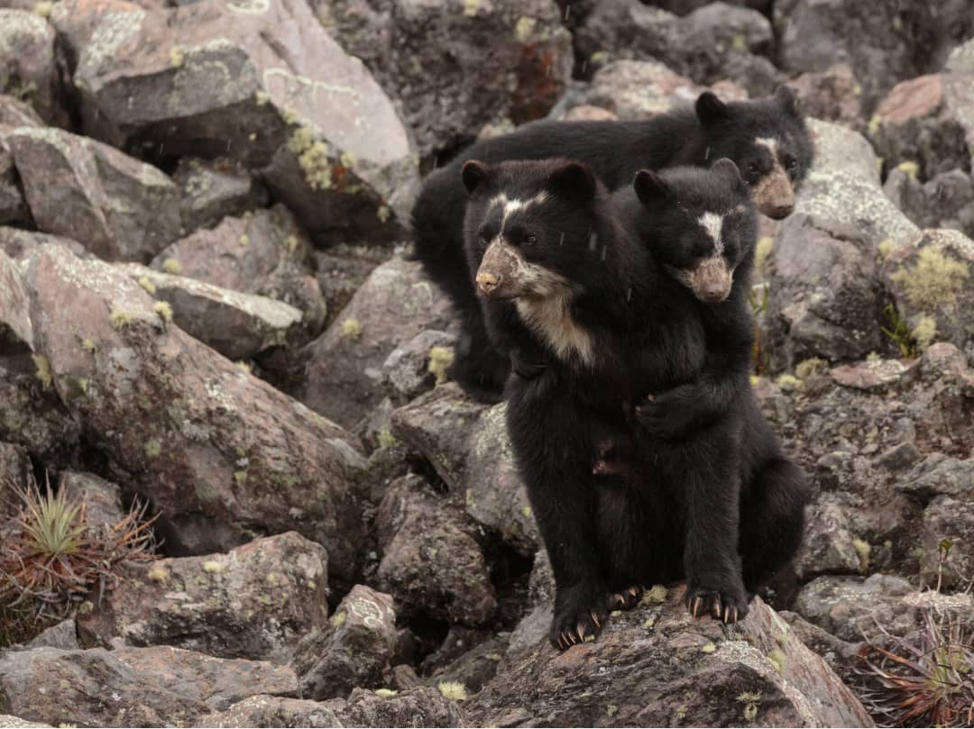 Image: A mama bear with one cub draped on her shoulders, the other standing in the background.