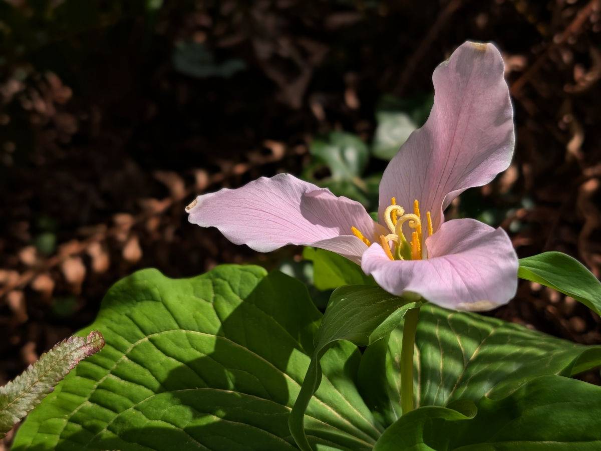 A Pacific Trillium in bloom, it's petals fading to a pale pink