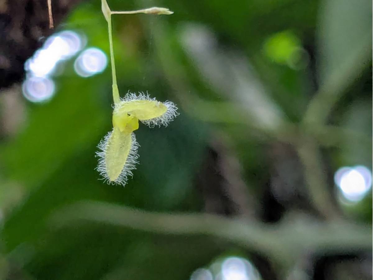 A dimunitive, pale green orchid with fine hairs surrounding its petals stands out from the dark green surroundings