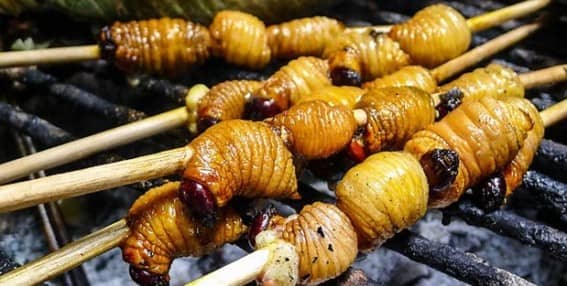 Skewers of fat grubs are grilled over coals, turning them a light, toasted brown.