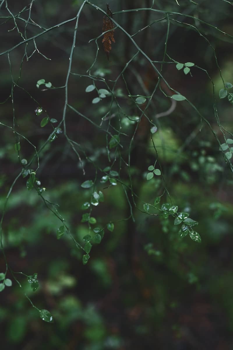 Dew drops on delicate green branches in forest