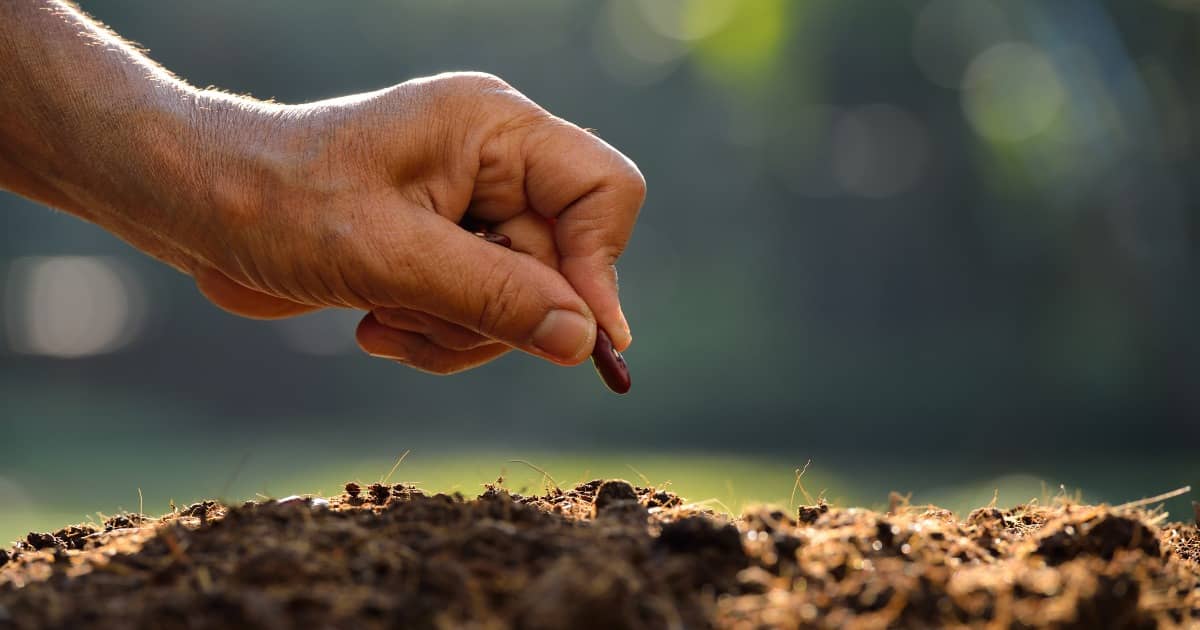 A tiny seed being planted into soil.