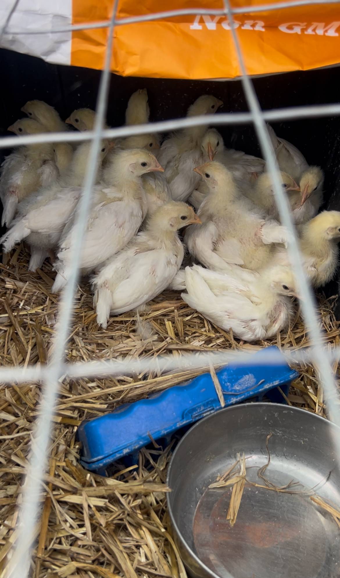 10 new baby chicks!