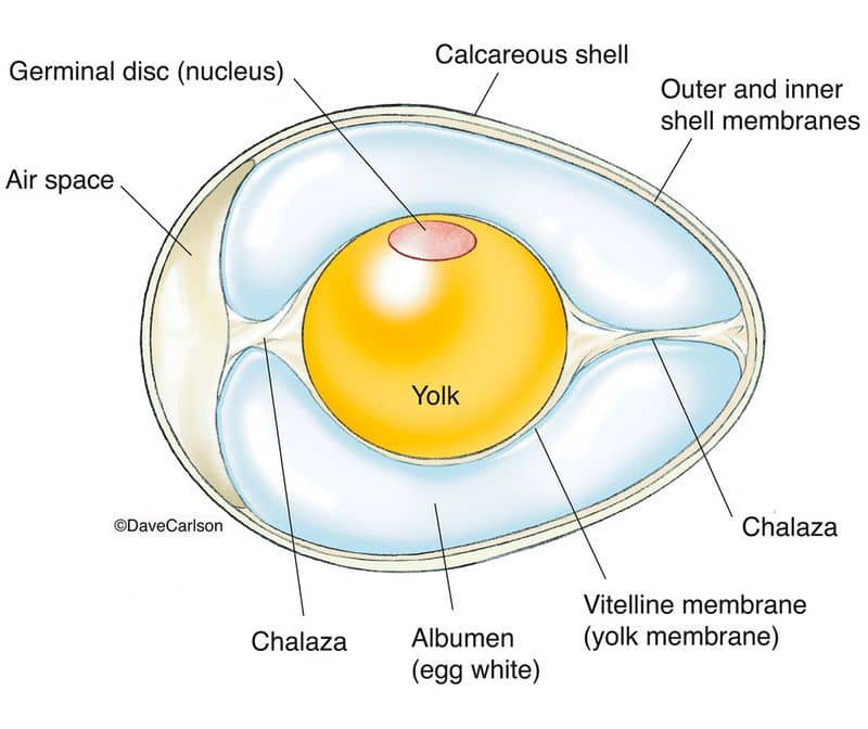 Egg Anatomy