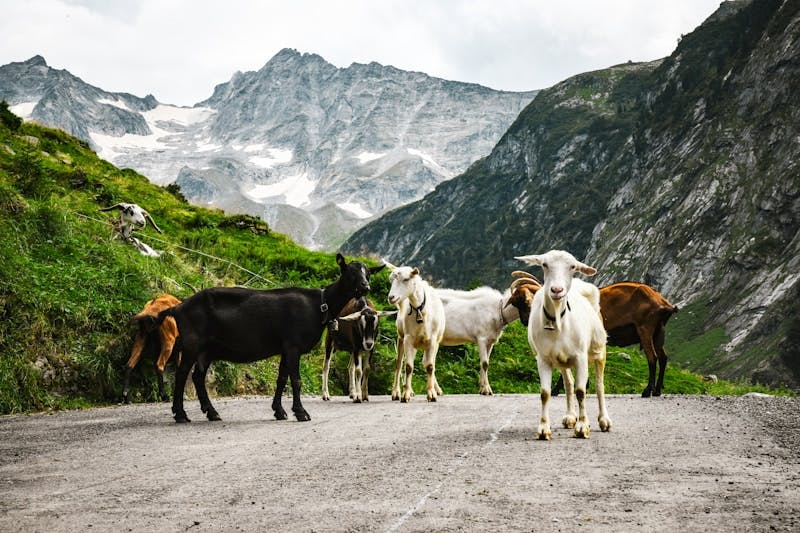 A group of goats walking down a road