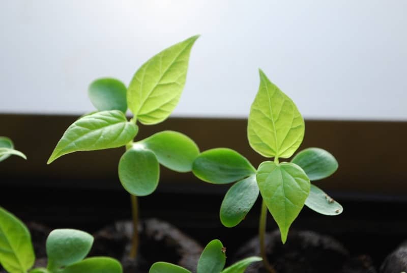 Young green seedlings growing in dark soil.