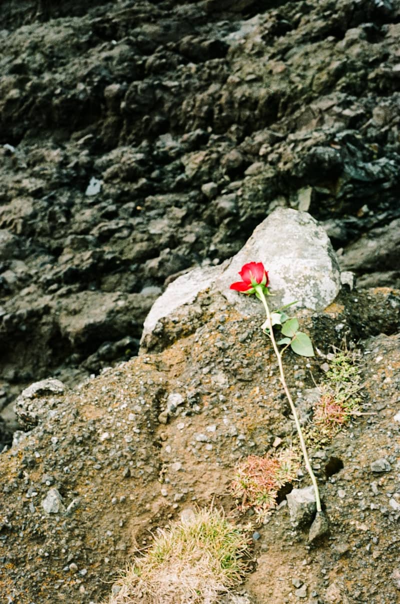 A single red flower sitting on top of a rocky hill