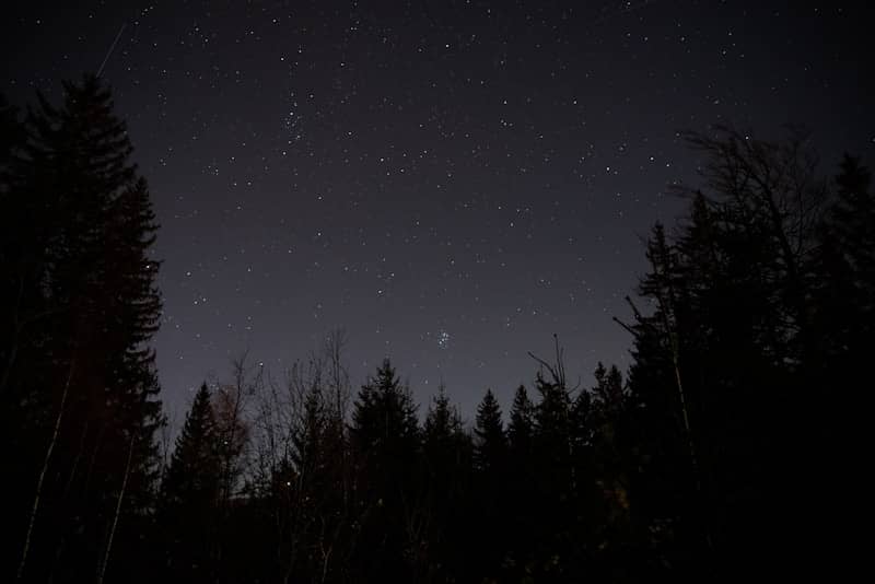 Cielo nocturno y estrellado acotado por siluetas de árboles