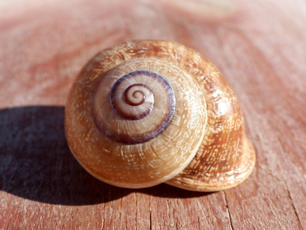 Snail shell spiral