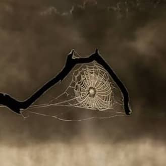 A spiderweb on a branch against a dark, misty background.