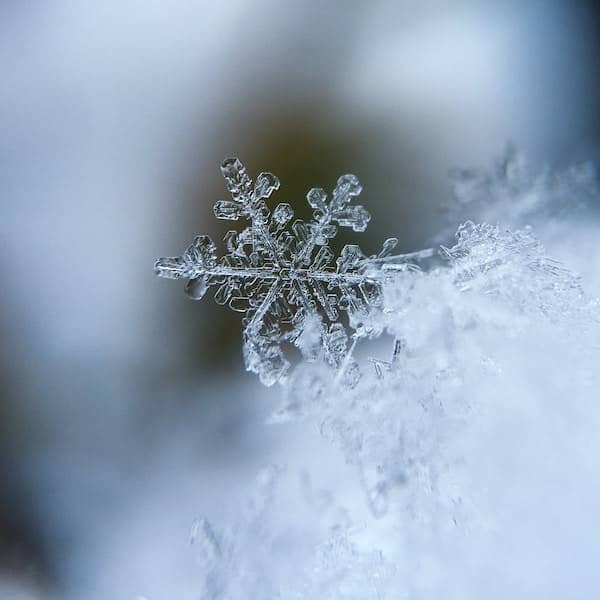 focused photo of a snow flake