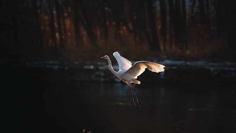 A white egret flies over dark water at sunset.