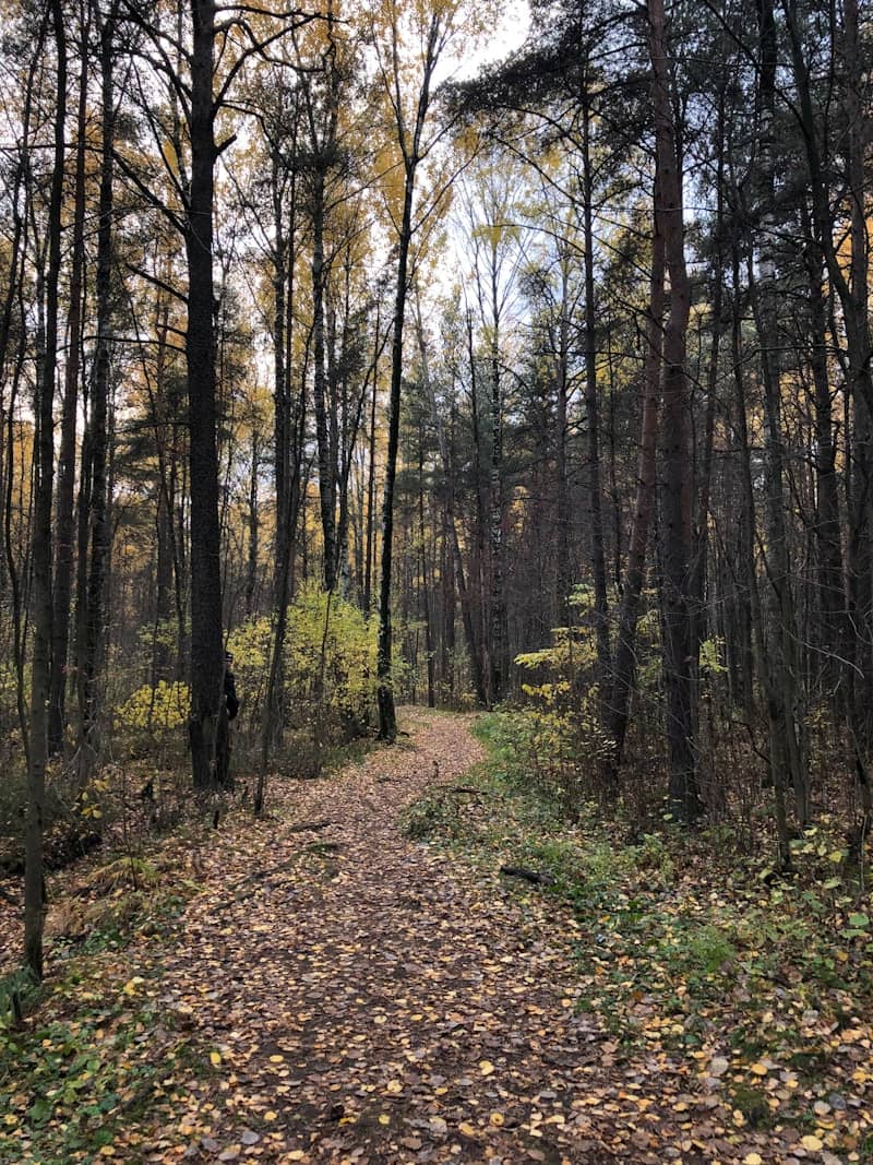 A dirt road in the middle of a forest