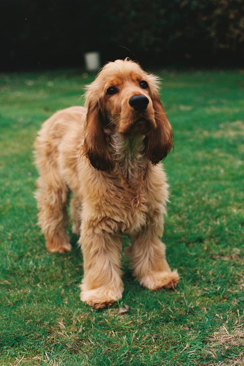 A fluffy golden cocker spaniel dog on grass