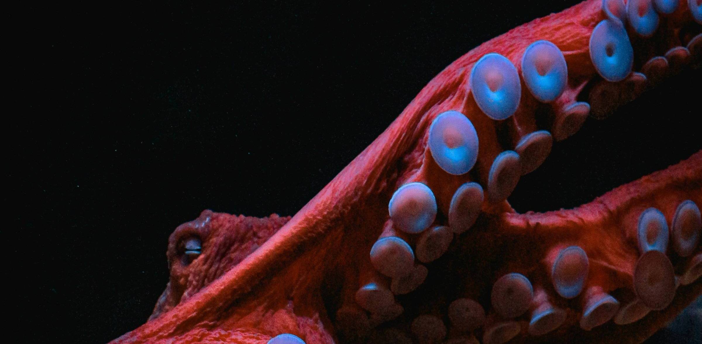 A close image of a red octopus
