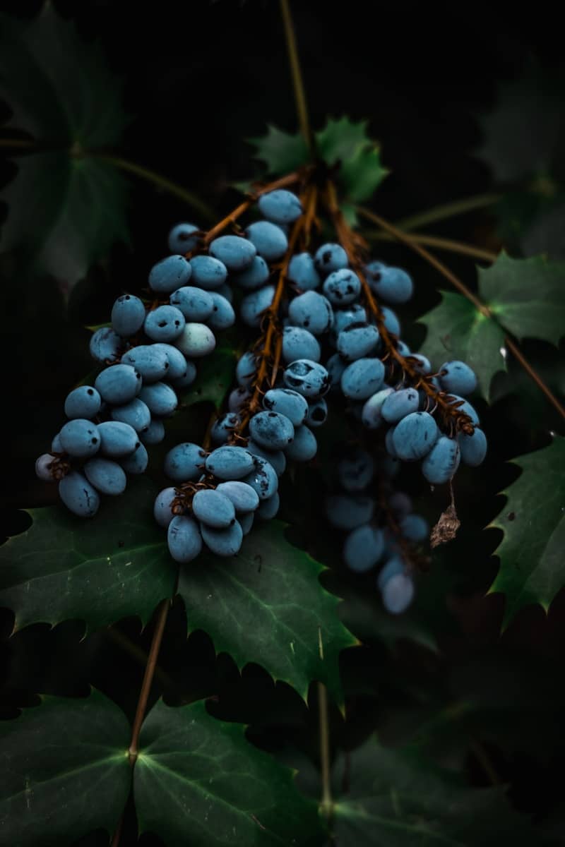 Blue grapes hang amid green, spiky leaves.