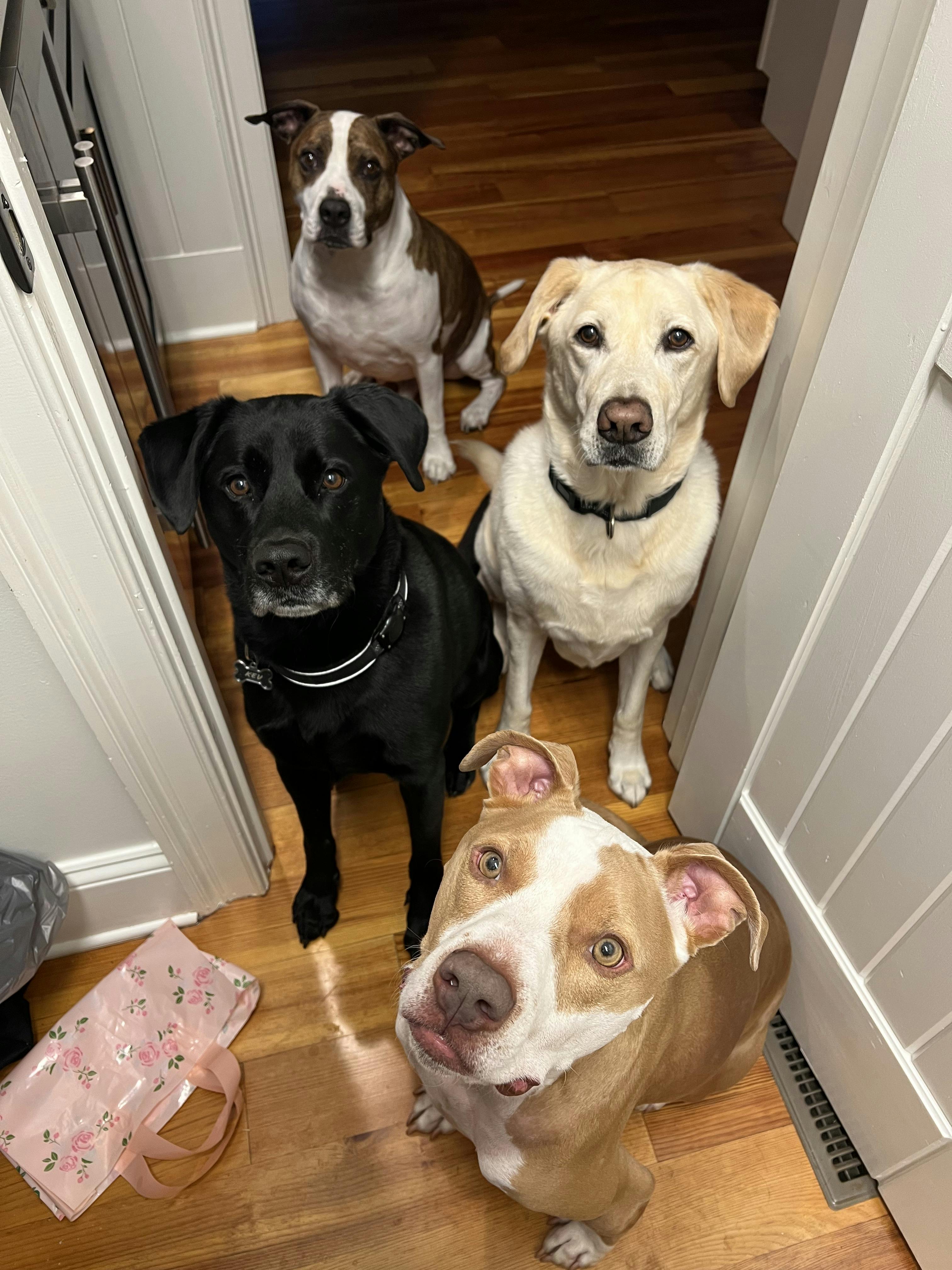 four dogs begging for treats