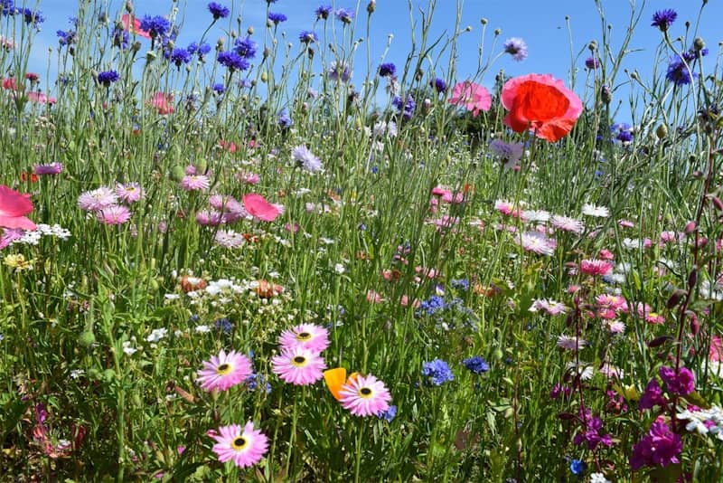 A colorful meadow of wildflowers blossoms in sunlight.