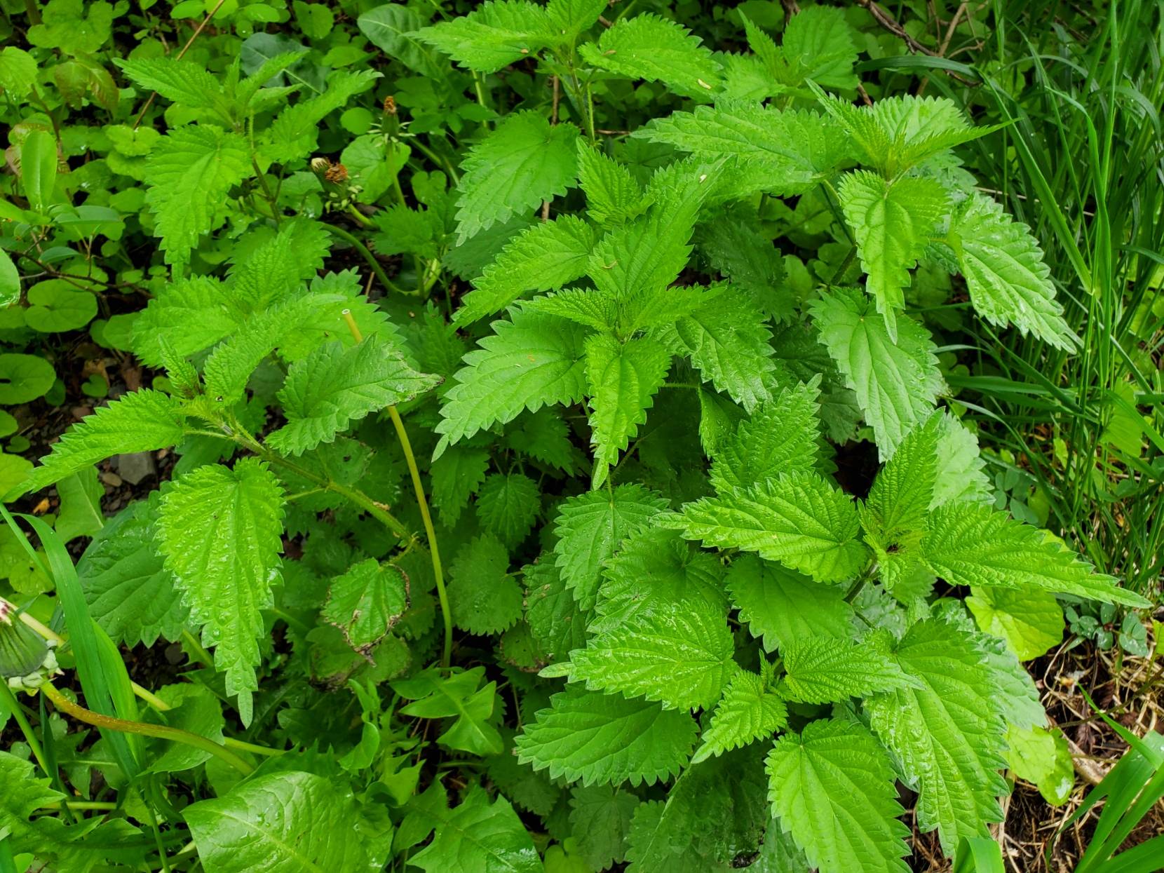 Stinging Nettles