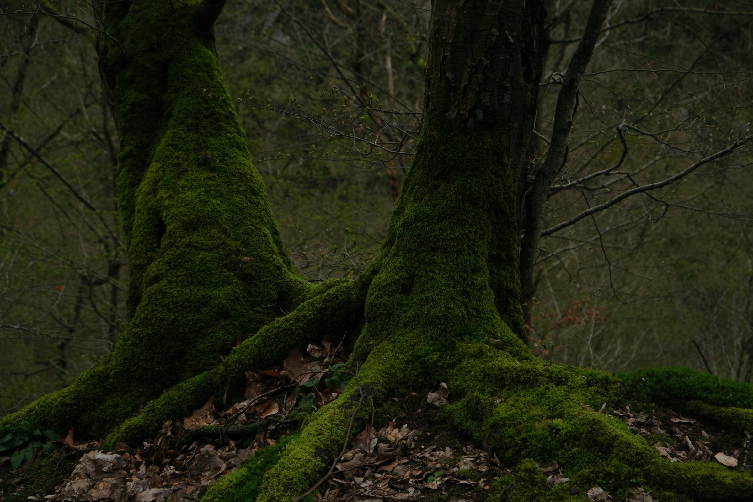 profile