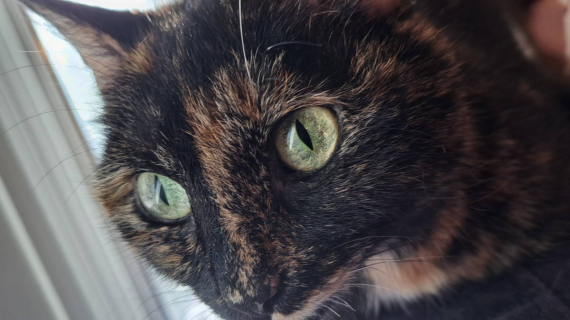 Another tortoiseshell cat