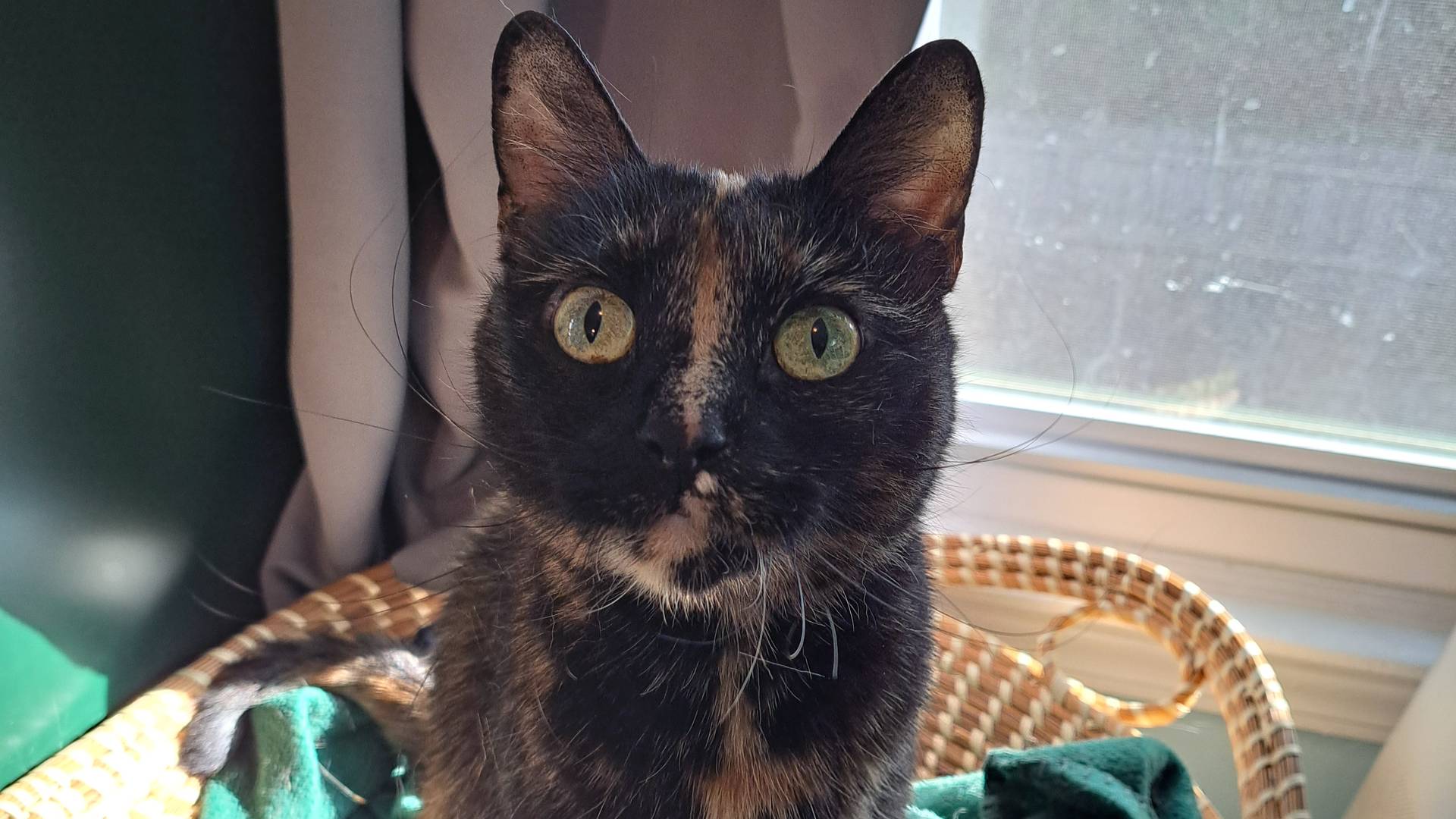 A tortoiseshell cat