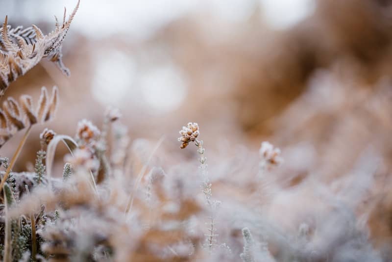 A blurry photo of a field of grass