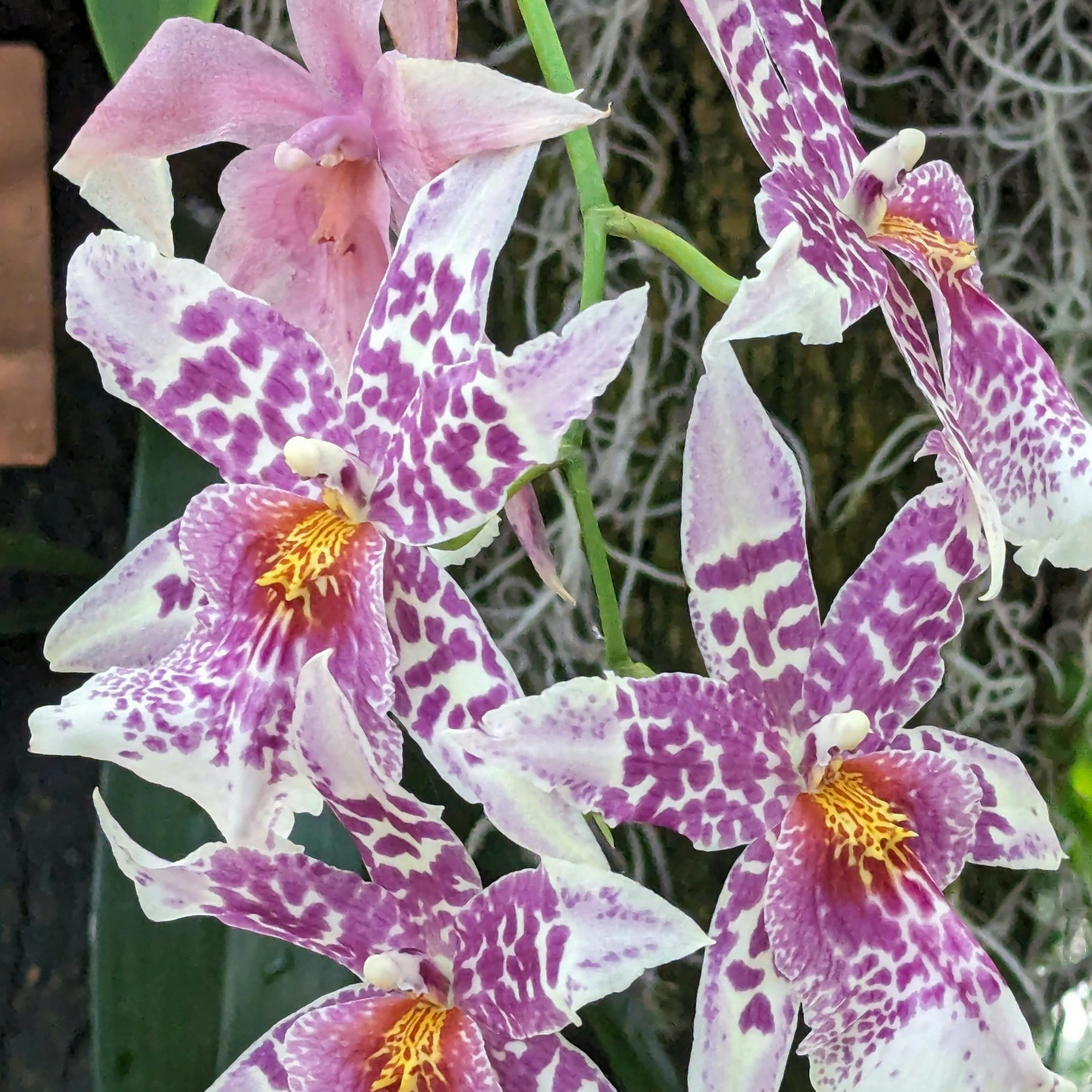 close up of orchids, white with pink spotss