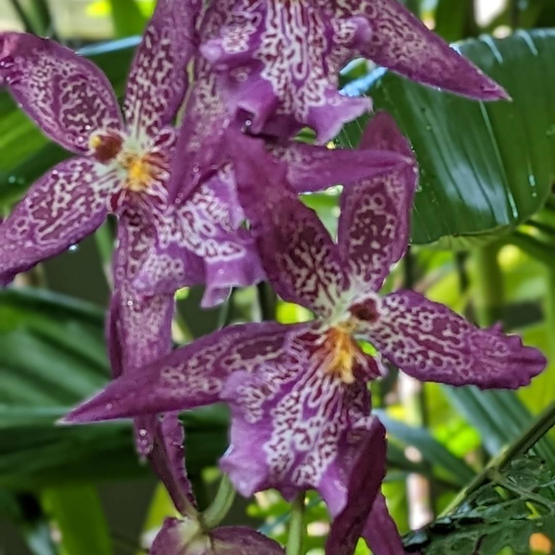 close up of vibrant purple orchids