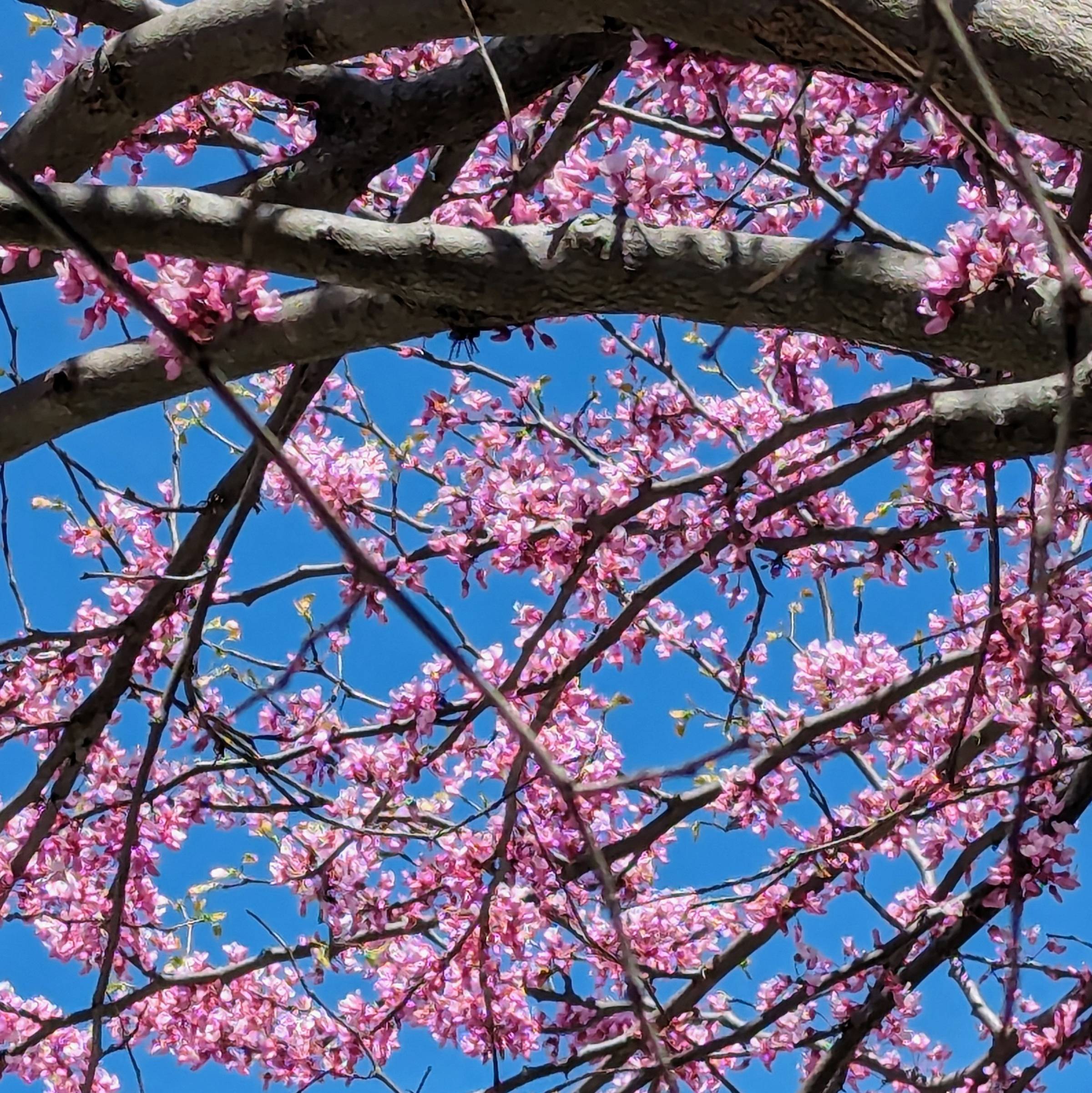 close up of branches of  flowering tree against a deep blue sky