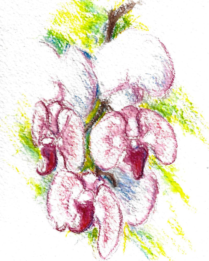 watercolor painting of white and magenta orchid blossoms