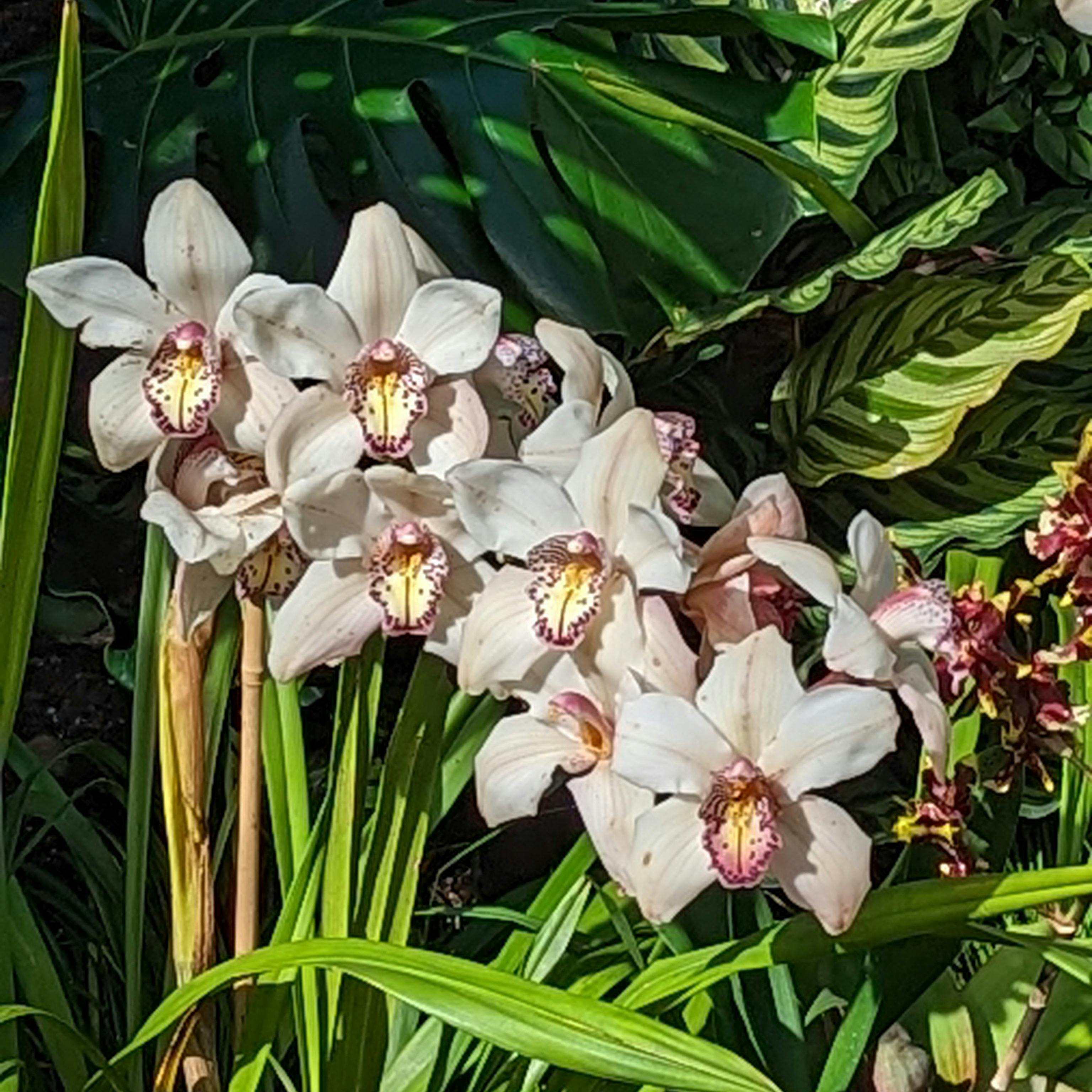 close up of orchids, white with yellow and purple centers against lush greenery