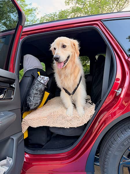 Mooney in his CRV "Puppy Palace"
