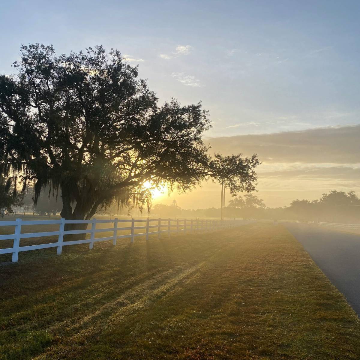 A sunny, misty morning along a white fence lined with trees
