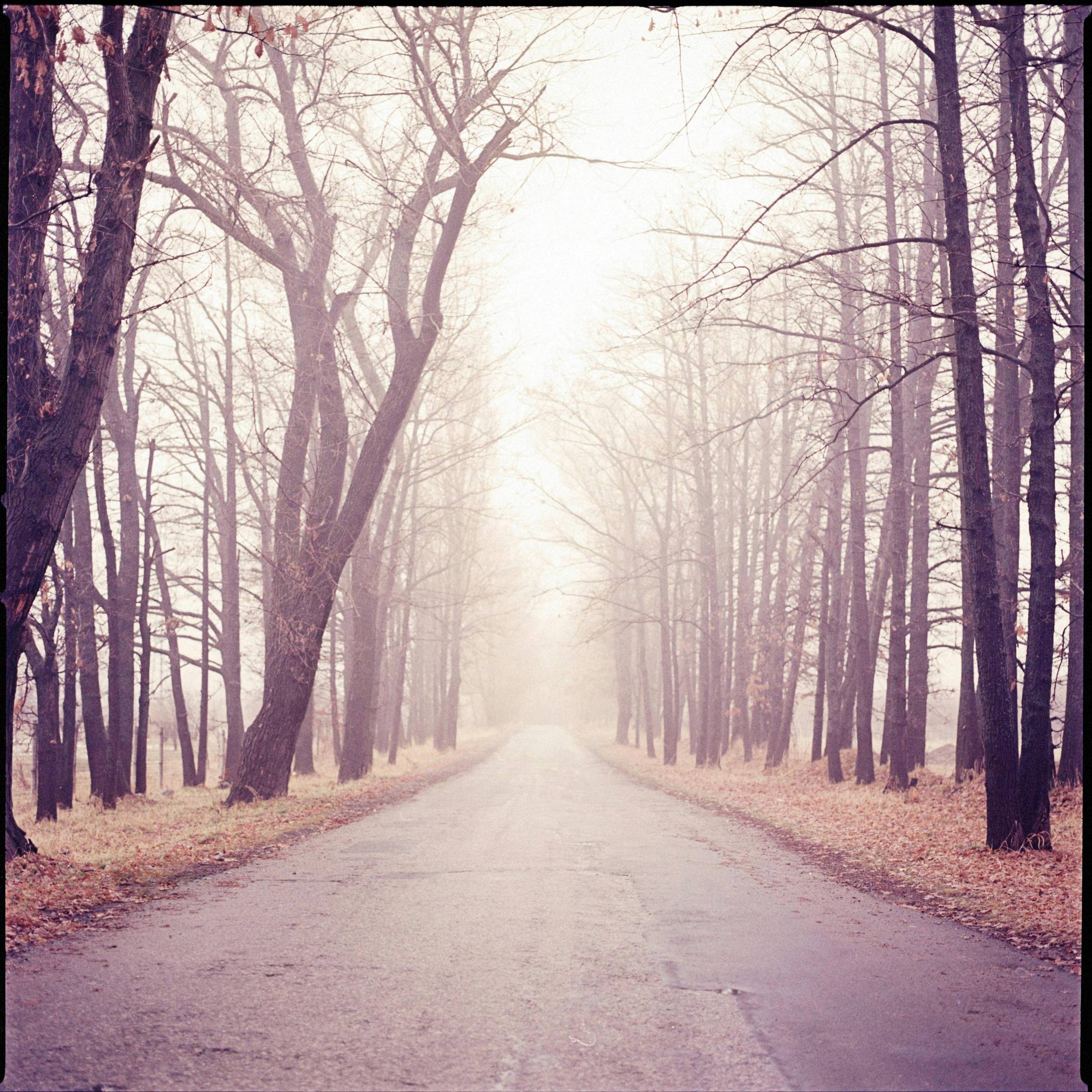 tall, bare trees lining wide dirt path on overcast day