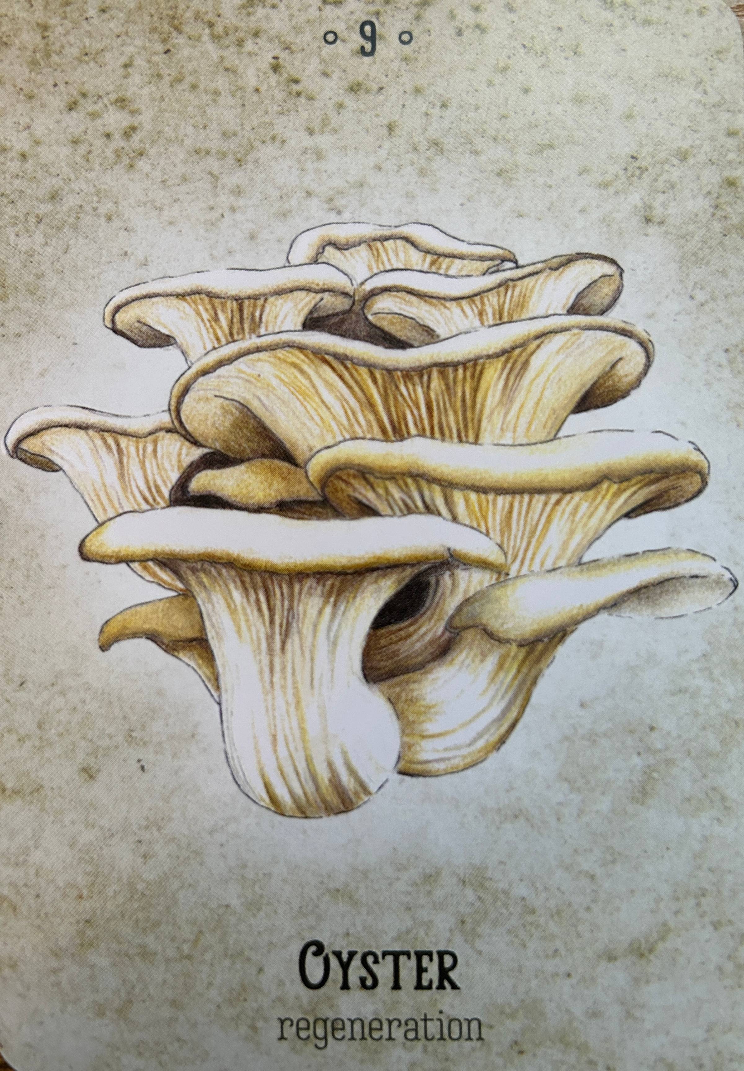 An illustration of a cluster of cream-colored oyster mushrooms. The card also has the number 9, the name of the mushroom, and the theme word: Regeneration. 