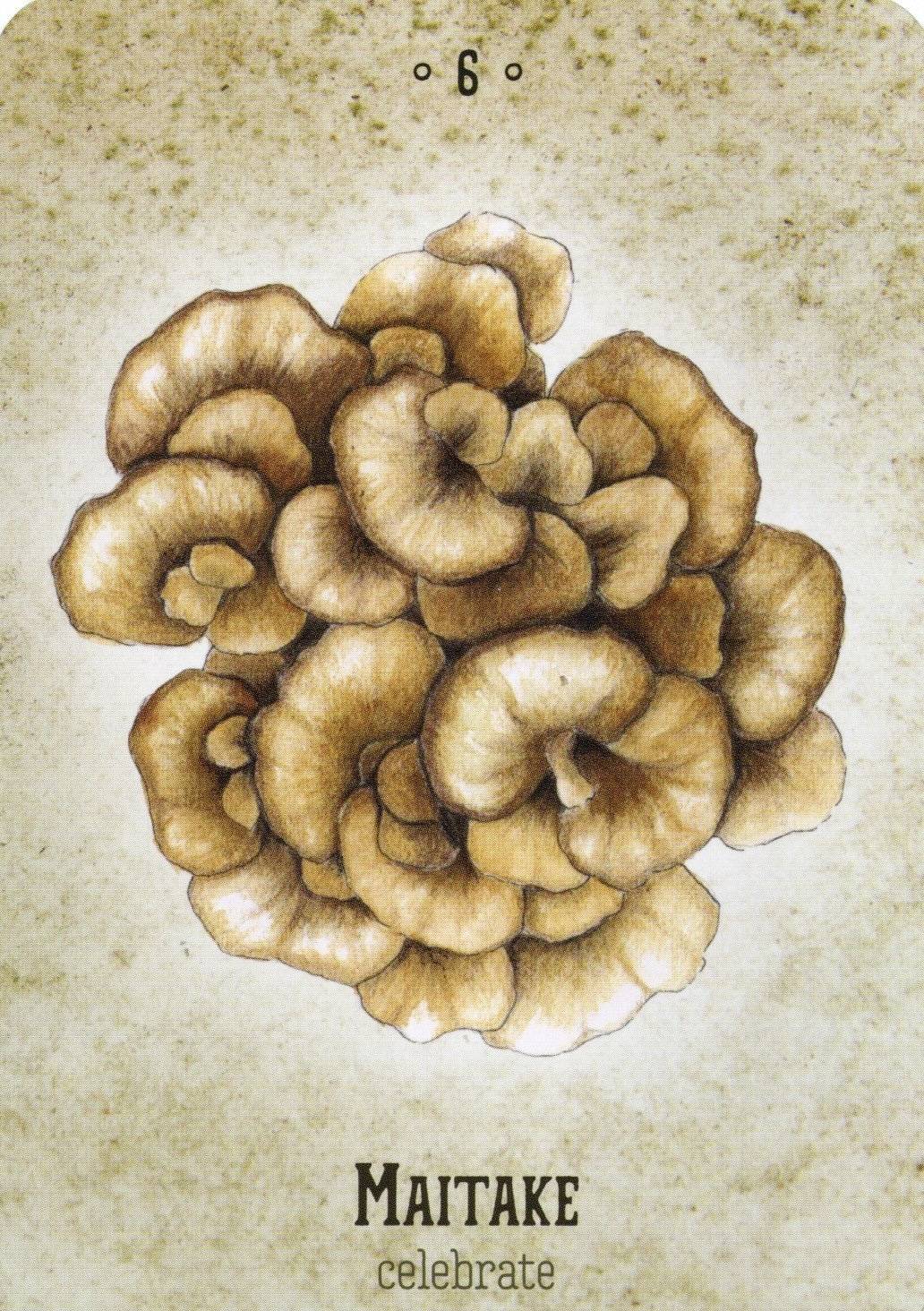 The maitake oracle card has an illustration of the brown, fan-shaped mushroom