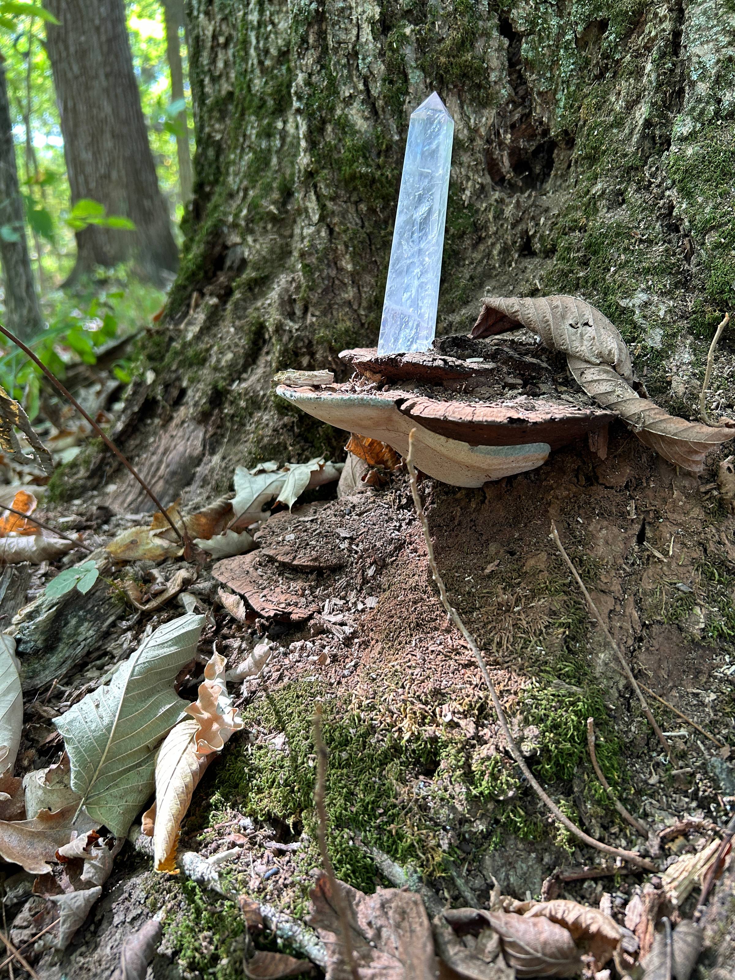 A crystal sitting atop a bracket mushroom emerging from the side of a large tree trunk.