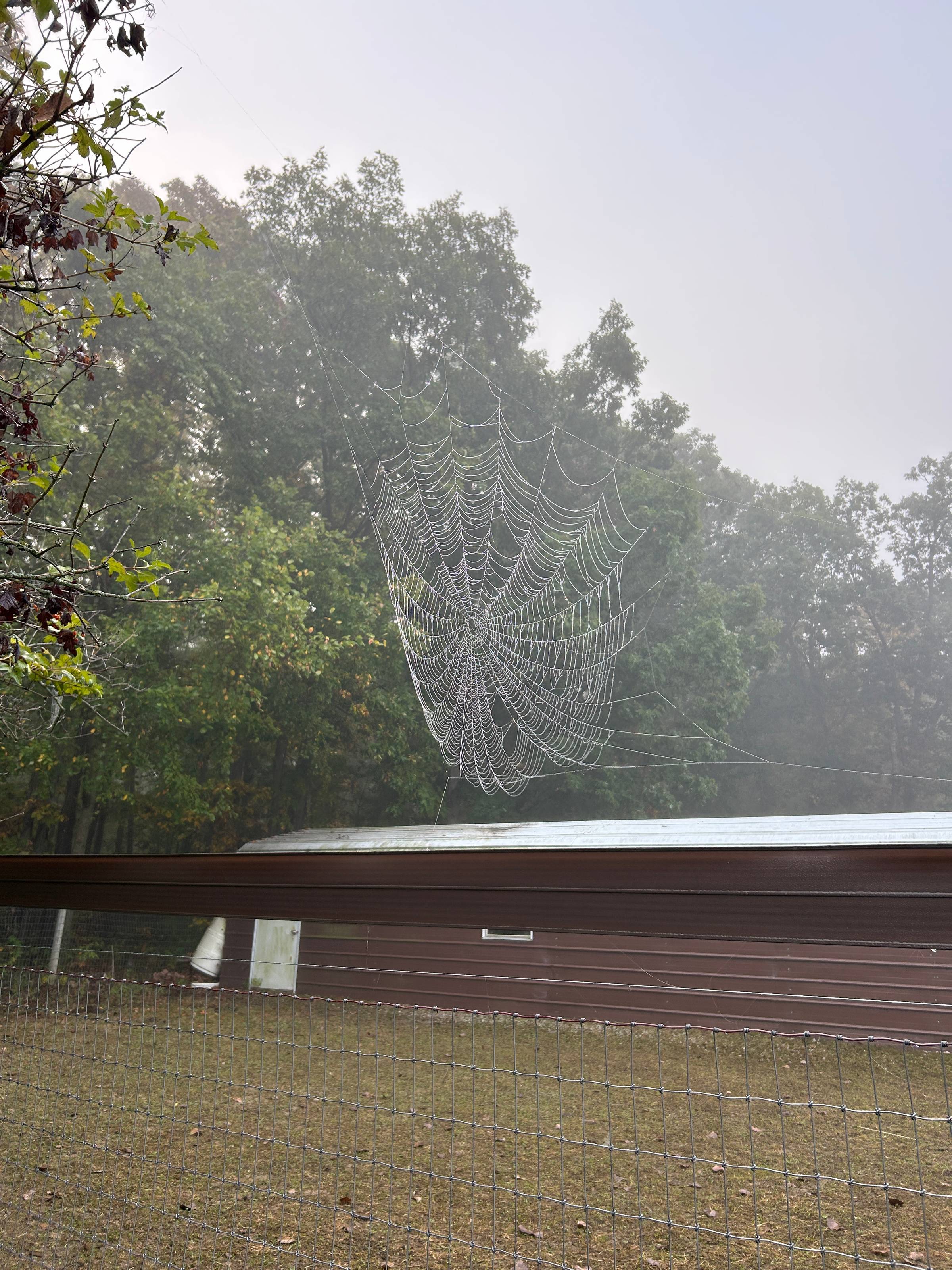 A spiderweb hanging between a tree and a fence, visible against a backdrop of trees only because it is covered in tiny dewdrops