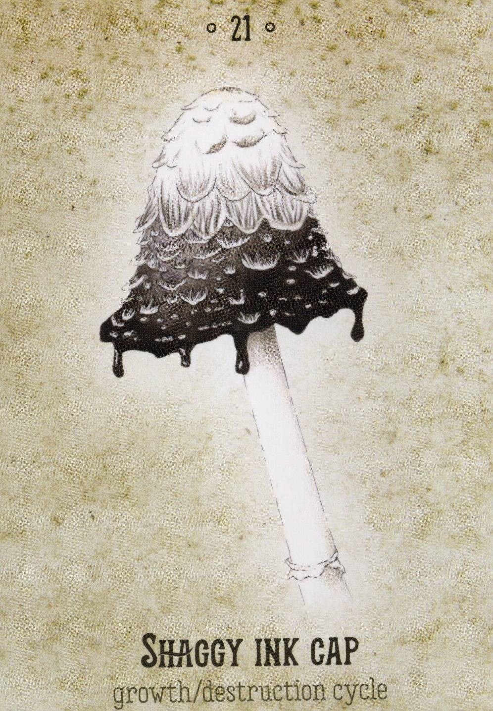 A painted shaggy ink cap mushroom, which is white at the top and scaled, fading to an inky black liquid at the edges. The stipe is white. The card has the number 21 and the words "growth/destruction" cycle below the name of the mushroom