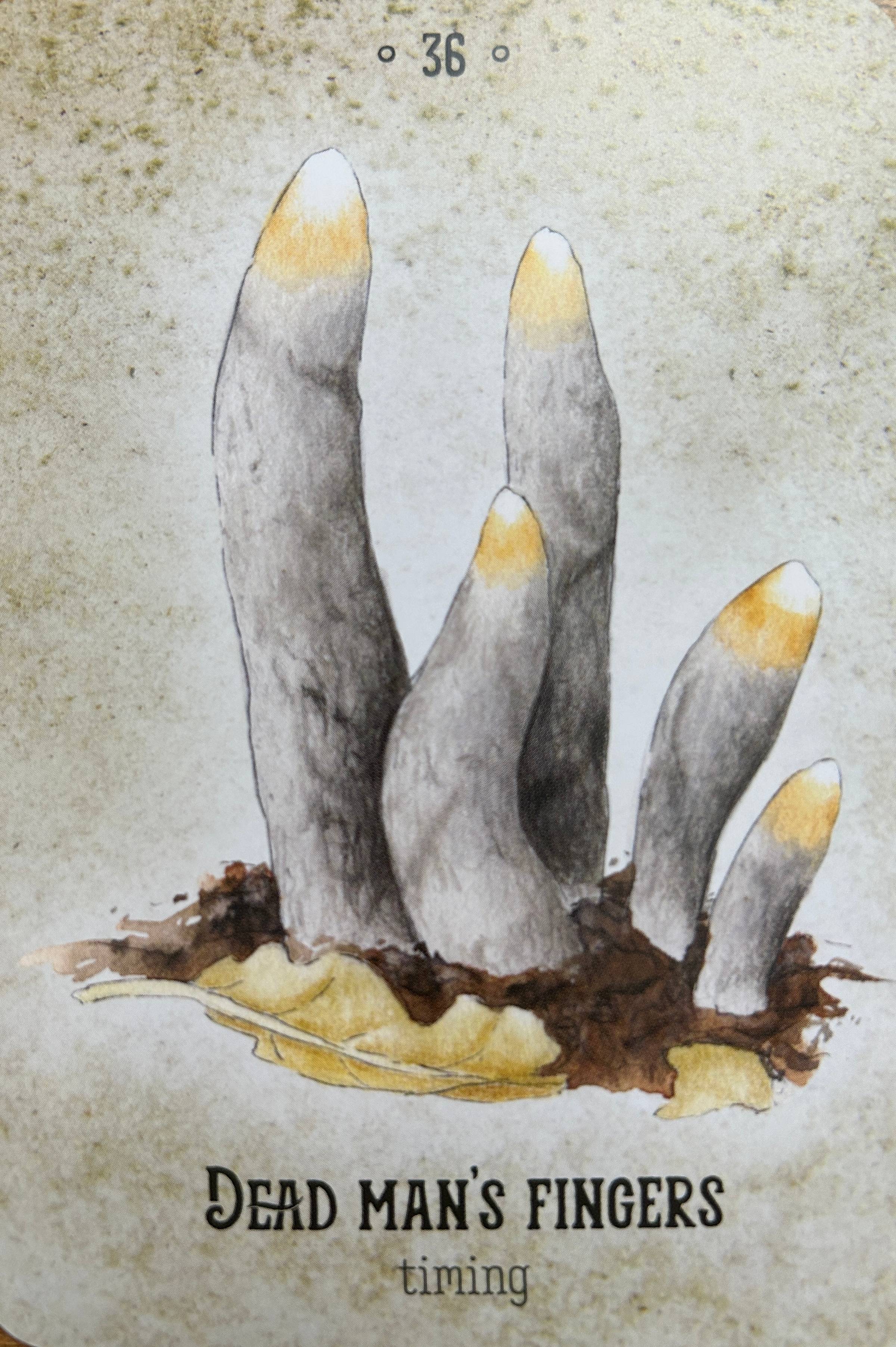 An illustration of dead man's fingers mushrooms—a cluster of 5 pale gray cylindrical mushrooms with whitish yellow tips emerging from the soil.
